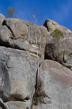 Birch grows from a sheer cliff right on the stone. Stock Photos