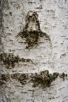 Birch hardwood tree texture background in mixed forest Stock Photos