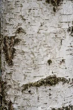 Birch hardwood tree texture background in mixed forest Stock Photos