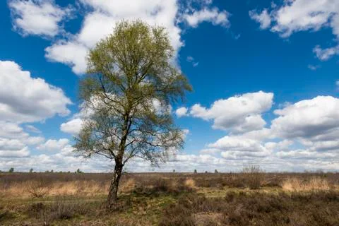 Birch at a heather field Stock Photos