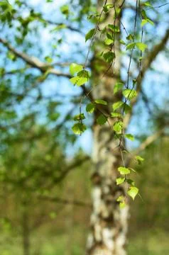 Birch ins spring Foto stock
