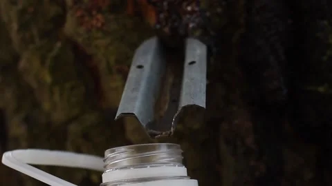 Birch juice dripping into a plastic bottle, closeup Stock Footage 130828945