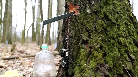 Birch juice drips into a bottle Stock Footage 89194749