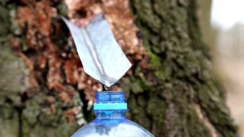 Birch juice drips close up Stock Footage 89194766