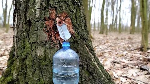 Birch juice drips into a plastic bottle Stock Footage 89194810