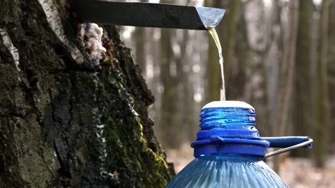 Birch juice flows into a close-up bottle Stock Footage 89194998