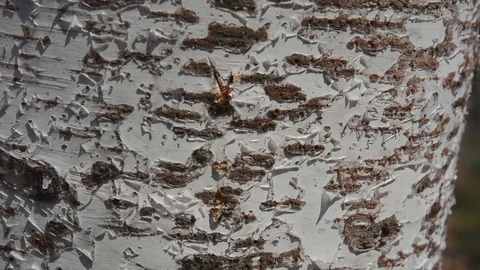 Birch juice Video stock 102886178