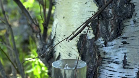 Birch juice. 動画素材 194033364