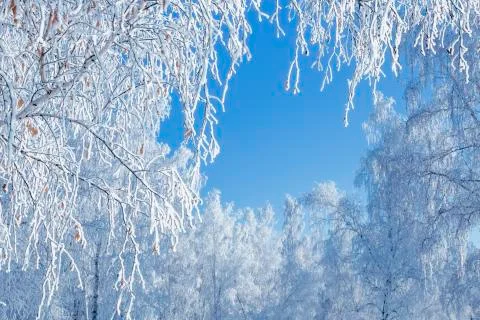 Birch Lace winter Stock Photos