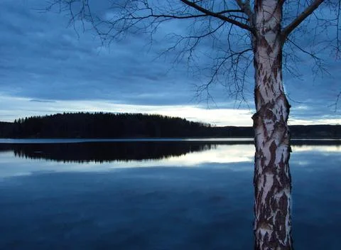Birch a late evening Stock Photos