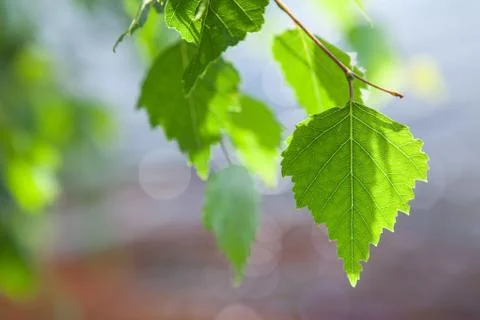 Birch leaf on a background of the river Stock Photos