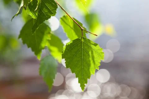 Birch leaf on a background of the river Stock Photos