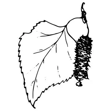 Birch leaf with a bud. A small twig with a leaf and seeds of birch is drawn in Stock Illustration