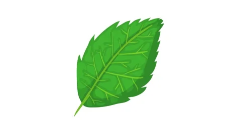 Birch leaf icon animation Stock Footage 168934096