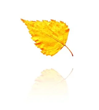 Birch leaf Stock Illustration