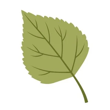 Birch Leaf Illustration Vector Template Stock Illustration