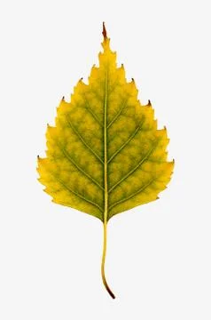 Birch Leaf isolated Stock Photos