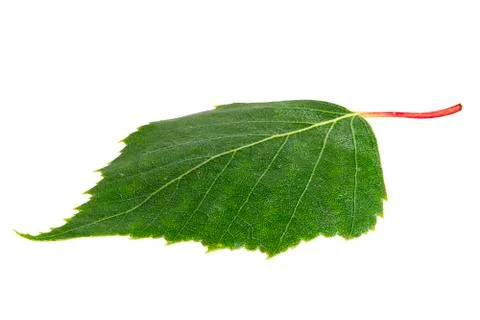 Birch leaf isolated on a white background Stock Photos