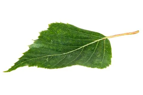Birch leaf isolated on a white background Stock Photos