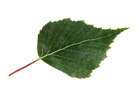 Birch leaf isolated on a white background Stock-Fotos