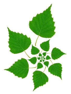 Birch leaf pattern Ilustración de archivo