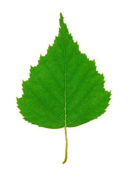 Birch leaf Stock Photos
