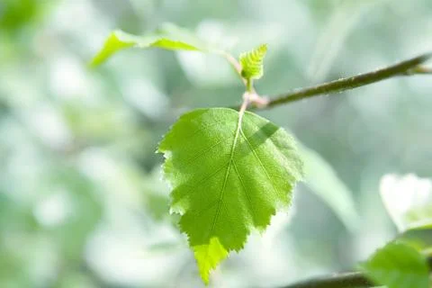 Birch leaf Stock Photos