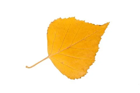 Birch leaf Stock Photos
