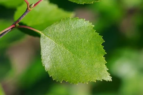 Birch leaf Stock Photos
