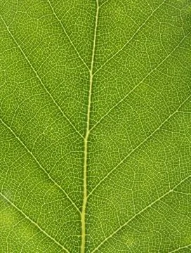 Birch leaf Stock Photos