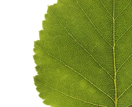 Birch leaf 스톡 사진