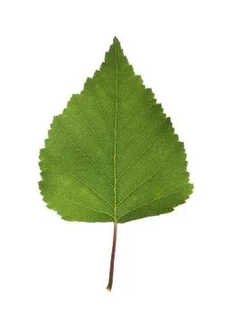 Birch leaf Stock Photos