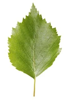 Birch leaf Stock Photos