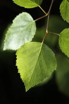 Birch leaf Stock Photos