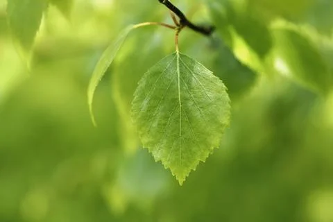 Birch leaf Stock Photos