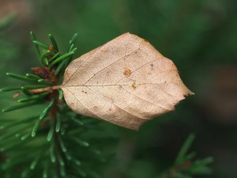 A birch leaf Stock Photos