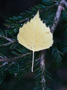 A birch leaf Stock Photos