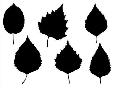 BIRCH LEAF SILHOUETTE VECTOR ART Stock Illustration