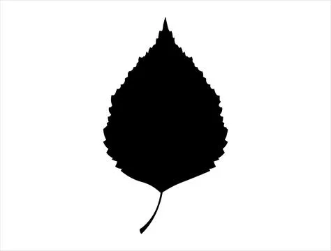Birch leaf silhouette vector art Stock Illustration