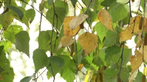 Birch leaf sways in the wind Stock Footage 116706750