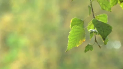 Birch leaf sways in the wind Stock Footage 116706769