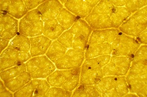 Birch leaf under the microscope, background. (betula) Stock Photos