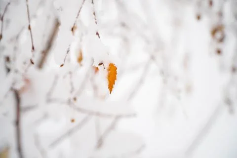 Birch leaf under snow in winter forest Stock Photos