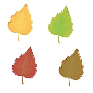 Birch leaf vector collection Stock Illustration