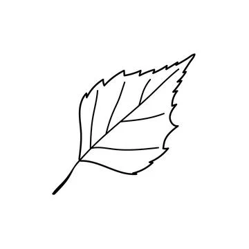 Birch leaf vector hand drawn line art outline graphic isolated on white backg Stock Illustration