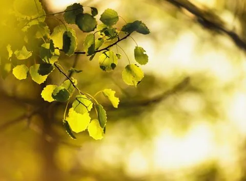 Birch leafes in sunlight Stock Photos