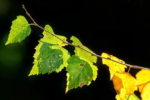 Birch leafs backlighted Stock Photos
