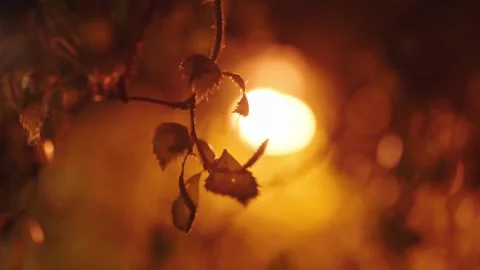 Birch leafs at night in front of warm street light - two clip video bundle 스톡 동영상 246393193