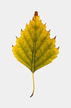 Birch Leave isolated Stock Photos