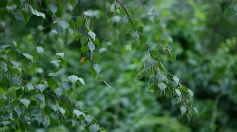Birch leaves 4k Stock Footage 41617393
